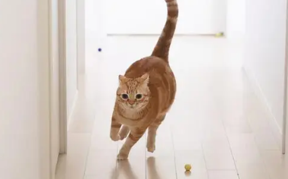 猫突然一惊一乍的跑来跑去 猫突然一惊一乍的跑来跑去