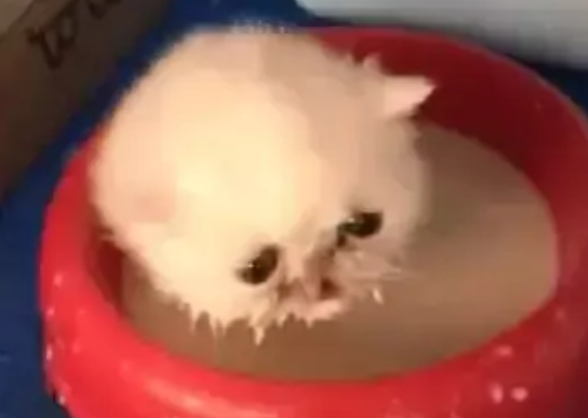 小奶猫误把奶粉当洗澡水，它毫不犹豫往里一蹲，结果就悲剧了