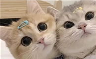 唧唧的猫为什么不写小说了