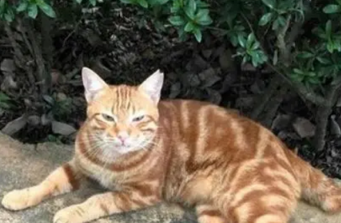 为了收编流浪橘猫,宠主每天花5个小时陪伴,最终得到它的信任 为了收编流浪橘猫,宠主每天花5个小时陪伴,最终得到它的信任