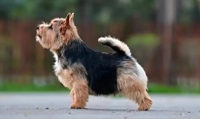 诺维奇梗成犬头像