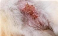 猫癣能自愈吗
