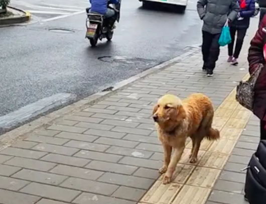 金毛在公交站徘徊,观察着公交车和行人,慌张样子令人心疼 金毛在公交站徘徊,观察着公交车和行人,慌张样子令人心疼