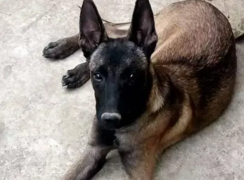 马犬的脸部一定是黑色吗
