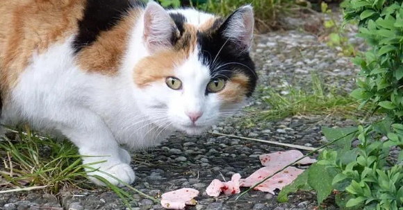 把猫送走了会导致运气变差吗
