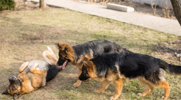 繁育犬是什么