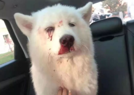 狗流血了怎样处理