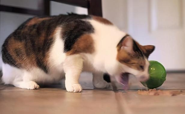 猫一吃就吐精神还好 猫一吃就吐精神还好