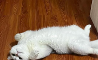 猫体温过低多久会死亡