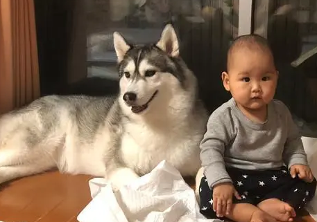 小主人突然哭了,二哈想了一下也跟着嚎了起来:比比谁更大声 小主人突然哭了,二哈想了一下也跟着嚎了起来:比比谁更大声