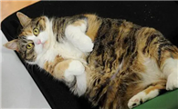 猫痛风都有哪些症状