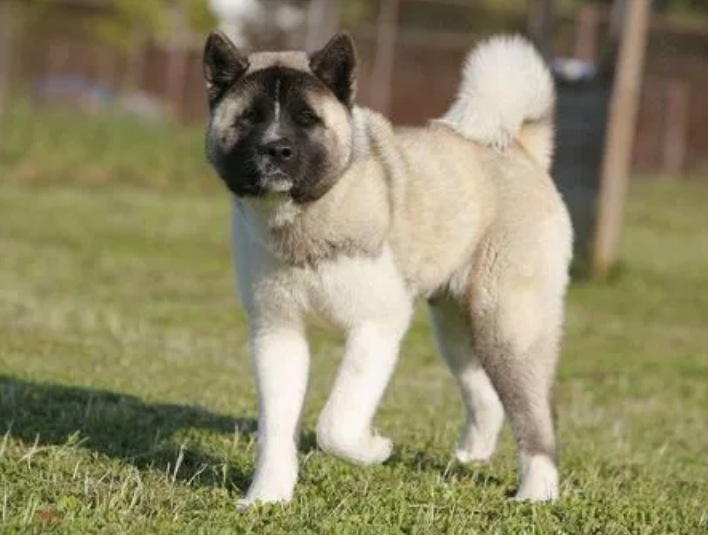 美系秋田犬凶猛吗