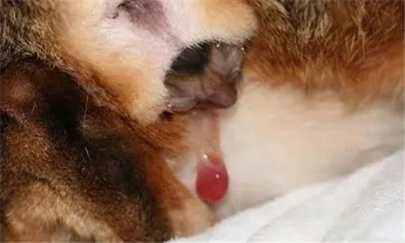 猫羊水破了多久生小猫 猫羊水破了多久生小猫