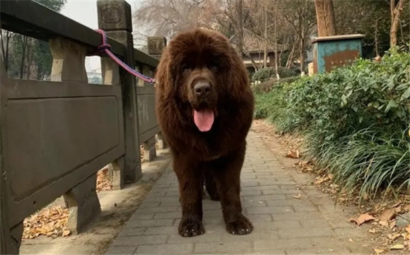 纽芬兰犬幼崽有几种颜色