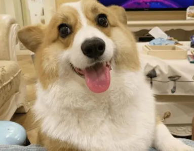 英国国犬是柯基吗