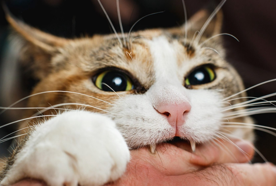 猫咬人是什么原因 猫咬人是什么原因