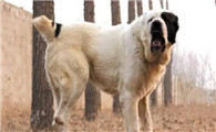 巨型犬体型排名前十名图片