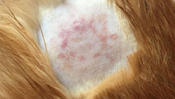猫藓药膏多少钱一只 猫藓药膏多少钱一只