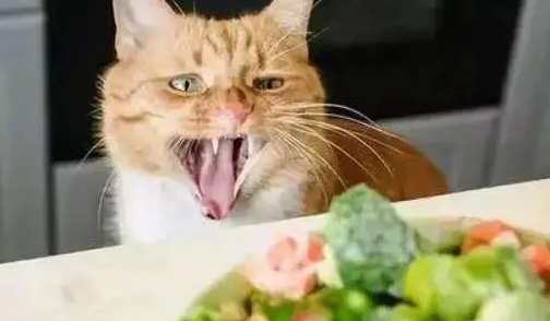 铲屎官用红烧肉调戏胖猫,猫咪的表情亮了,笑哭主人 铲屎官用红烧肉调戏胖猫,猫咪的表情亮了,笑哭主人