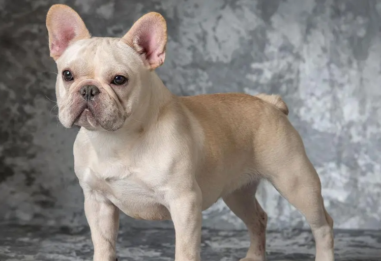 中国斗牛犬是什么狗 中国斗牛犬是什么狗