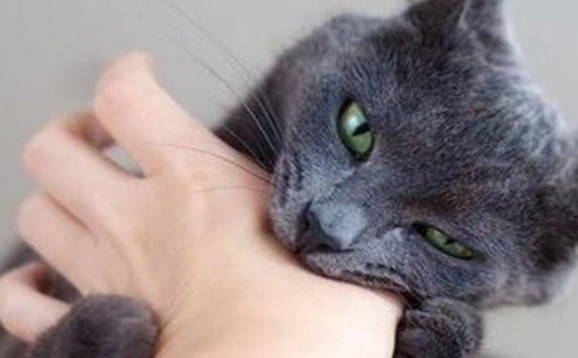 猫咬人下狠口还能要吗