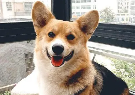 黄头三色柯基变色过程