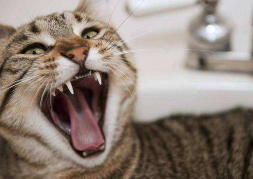 猫携带狂犬病毒的表现
