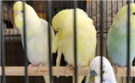 虎皮鹦鹉养成了坏习惯该怎么办呢?