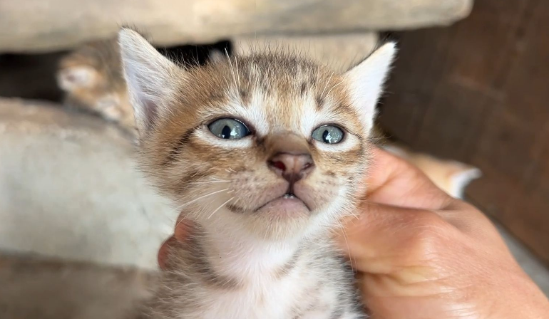 2个月小猫抓破皮要紧吗 2个月小猫抓破皮要紧吗