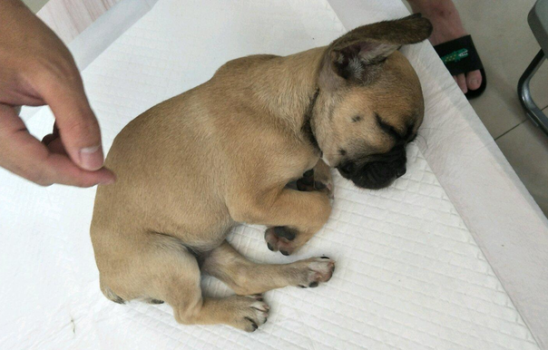 星期狗买来家必死吗