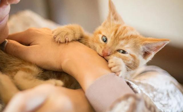 猫需要打狂犬疫苗吗