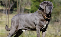 打架最厉害的犬排行