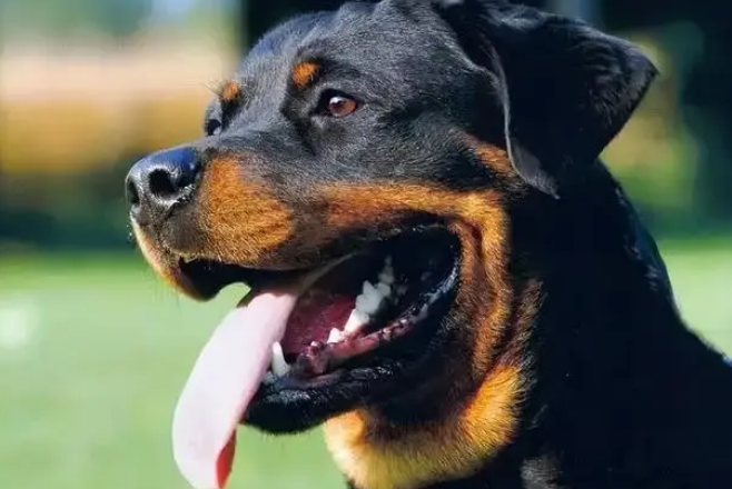 护卫犬三剑客都有什么绰号 护卫犬三剑客都有什么绰号
