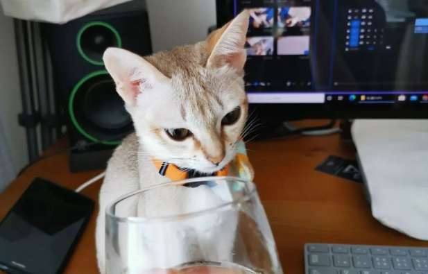 主人找不到猫咪正焦急,一回头它竟在这种地方...这得多小! 主人找不到猫咪正焦急,一回头它竟在这种地方...这得多小!