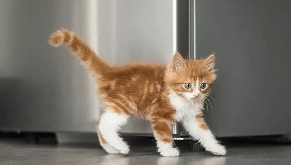 猫甩尾巴是什么意思 猫甩尾巴是什么意思