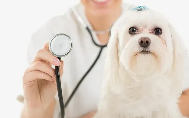 养犬科普——传染性呼吸道疾病犬窝咳 养犬科普——传染性呼吸道疾病犬窝咳