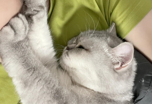 猫睡觉的时候一直推我
