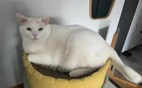 猫咪不肯吃饭,可能有哪些健康问题?如何解决? 猫咪不肯吃饭,可能有哪些健康问题?如何解决?
