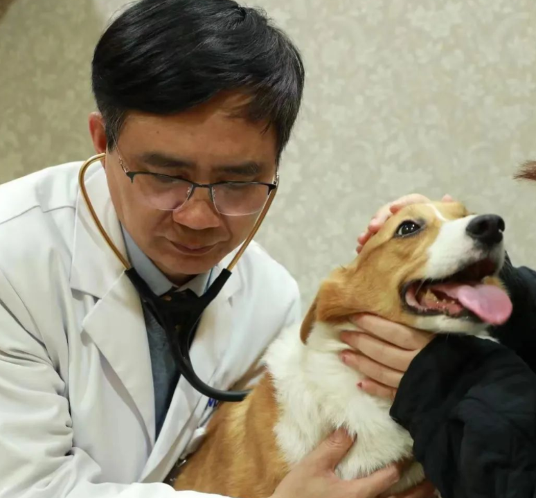 柯基犬【巨大肝脏肿瘤】已经严重影响生活