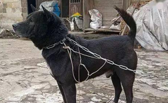 广西土猎犬纯黑色