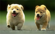 2个月幼犬身上很多皮屑