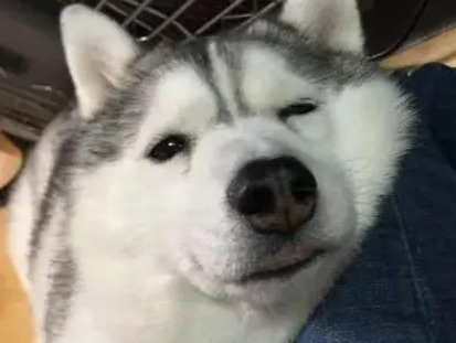 二哈的梗有哪些 二哈的梗有哪些