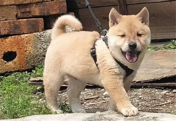 广西士猎犬寄过来怎么调理 广西士猎犬寄过来怎么调理