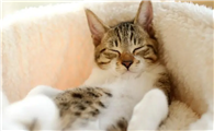 猫血栓是什么引起的