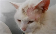 猫藓怎么治愈