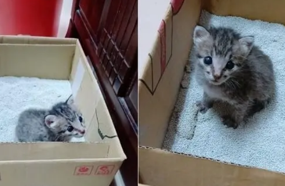 小奶猫爱看电视!刚睁开眼睛没多久,就每天守在电视机前追剧 小奶猫爱看电视!刚睁开眼睛没多久,就每天守在电视机前追剧