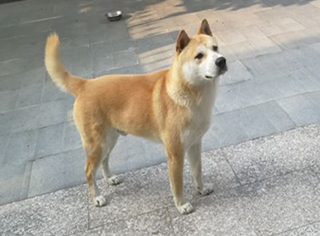 为啥有人要黄狗白面