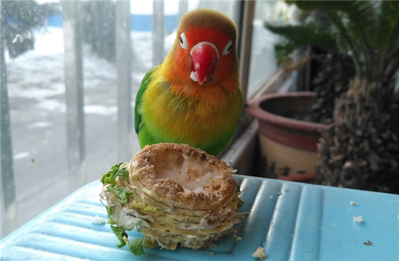 牡丹鹦鹉吃什么食物爱产蛋 牡丹鹦鹉吃什么食物爱产蛋