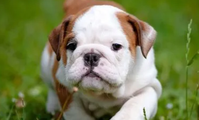 看门护院小型犬