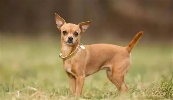 短毛狗小型犬品种